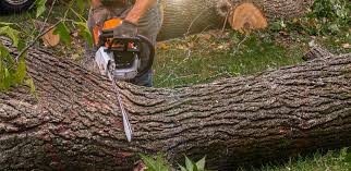 How Our Tree Care Process Works  in  Emporium, PA